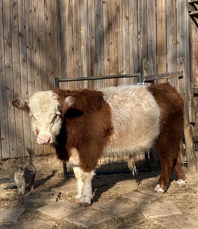 Baylen - Panda Bull Calf - $1500