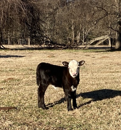 Little Layde - Mini Hereford and Aberdeen Cross Heifer - $1700