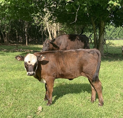 Jazmin - 3/4 Mini Hereford Heifer - $1700