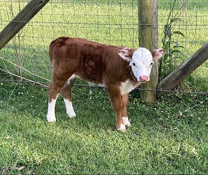 Beebe - 3/4 Mini Hereford Heifer - $1700 - SOLD Pending Pickup