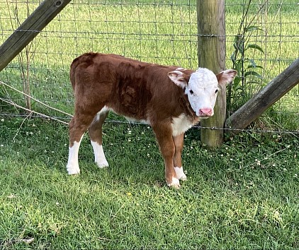 Beebe - 3/4 Mini Hereford Heifer - $1700 - SOLD Pending Pickup