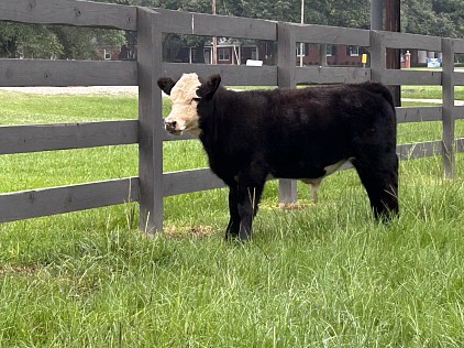 Olaf - Bull Calf - $1600 obo