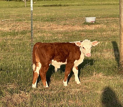OMA Johnny - Registered Polled Mini Hereford Bull Calf - $1750