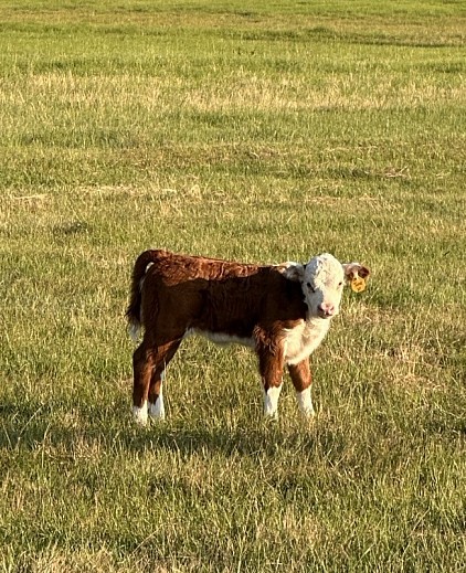 OMA June - Registered Polled Mini Hereford Heifer - NOT CURRENTLY FOR SALE