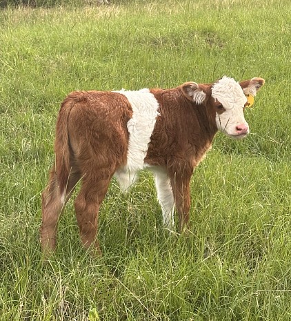 Soda Pop - Crossbred Bull Calf - $1750