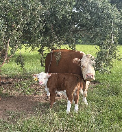 OMA Buffalo Bill - Registered Polled Mini Hereford Bull calf - $1750