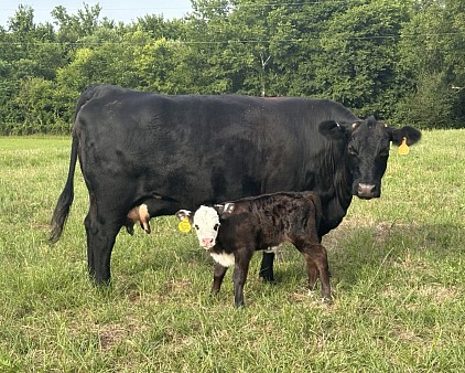 OMA Jesse James - Crossbred Bull or Steer calf - $1500 OBO