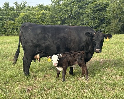 OMA Jesse James - Crossbred Bull or Steer calf - $1500 - SOLD Pending Pickup