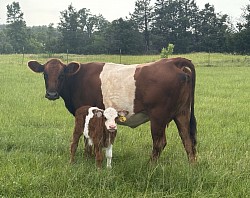 Sophie - Red Belted Galloway Heteropolled - DOB 5/7/24