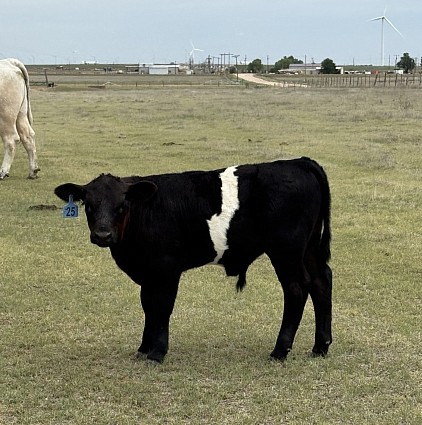 Blackjack - Polled Crossbred Bull/Steer calf - $1750