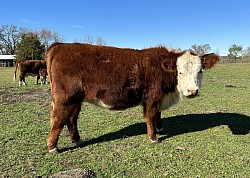 MAU Classic Lacy - 44321980 - Registered Hetero Polled Classic Mini Hereford - DOB 1/23/22