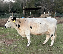 Cashmere - British White - DOB 11-22-19