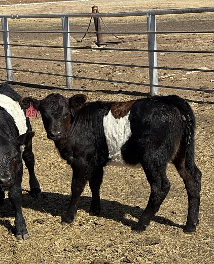 Kahlúa - American Aberdeen Panda Cross Heifer - $2400