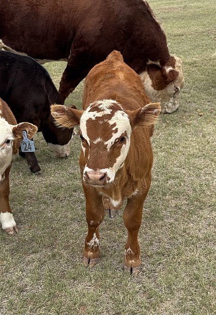 Cowboy - Crossbred Bull/Steer calf - $1750