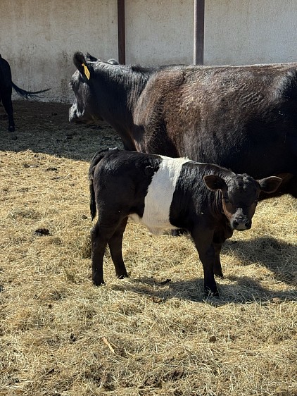 Lucy - American Aberdeen Panda cross Heifer - $2200