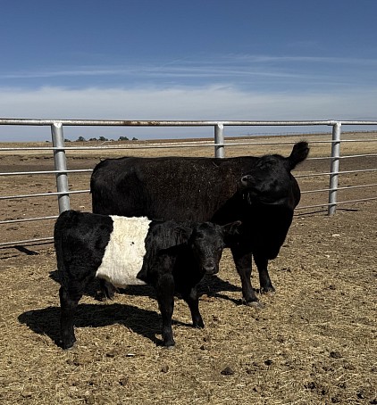 Liza Mae - American Aberdeen Panda cross Heifer - $2200