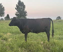 AWR BK 44N - 62325 - Registered 75% Lowline Angus (Aberdeen) - DOB 4/29/25