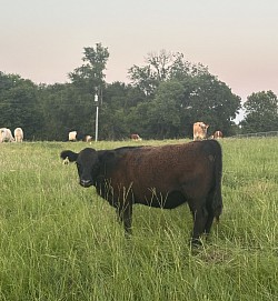 AWR  Miracle 48N - 62764 - Registered 75% Lowline Angus (Aberdeen) - DOB 8/26/25