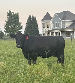 AWR Miss McKenkie 19L - 49751 - Registered 50% Lowline Angus (Aberdeen) - DOB 11/16/23