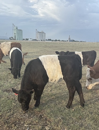 Cookie - Aberdeen / Panda Cross Heifer - $2200