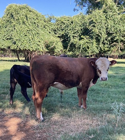 Asher - 3/4 Mini Hereford Crossbred Bull Calf - $1200