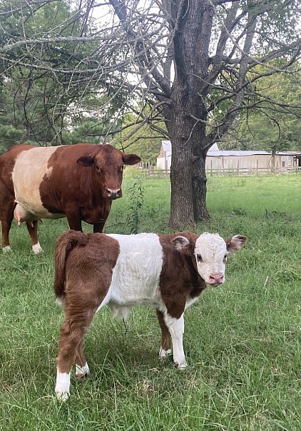 Bear - Red Panda Bull calf - $1700