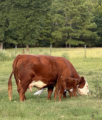 OMA Sunny - Registered Mini Hereford Bull / Steer calf - $1750 - SOLD Pending Pickup