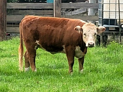800 RANCH MIGHTY LIL SWEET PEA (8R10) 44636074 - $2500