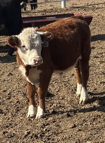 6K Stetson - Registered Polled Mini Hereford Bull calf - $1800